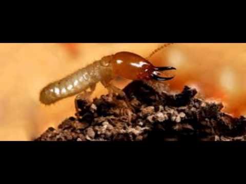 شركة مكافحة شرق الرياض –  شركة رش دفان بالرياض0541863669شركة مكافحة حشرات ومكافحة النمل الابيض ورش مبيدات بالرياض