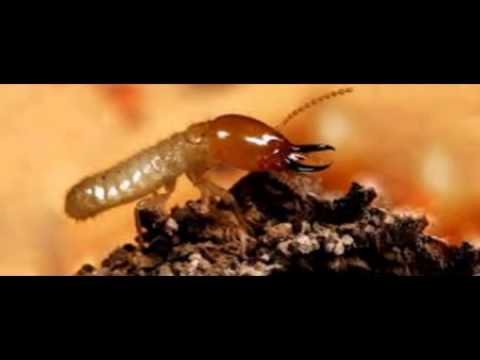 شركة مكافحة شرق الرياض –  شركة رش دفان بالرياض0541863669شركة مكافحة حشرات ومكافحة النمل الابيض ورش مبيدات بالرياض