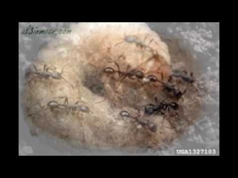 شركة مكافحة شرق الرياض –  شركة مكافحة النمل الابيض بالباحة 0553717112 مكافحة حشرات/ رش الدفان /البق /