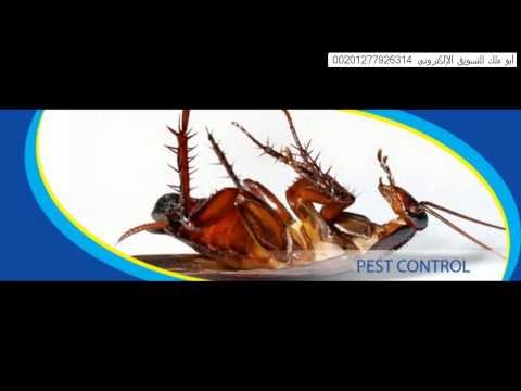 شركة مكافحة شرق الرياض – شركة مكافحة النمل الابيض بالرياض 0552008185
