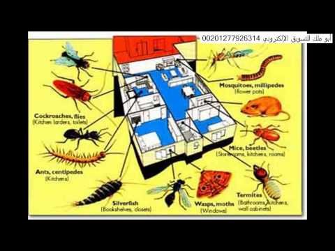 شركة مكافحة شرق الرياض –  شركة مكافحة النمل الابيض والصراصير بالرياض 0552008185
