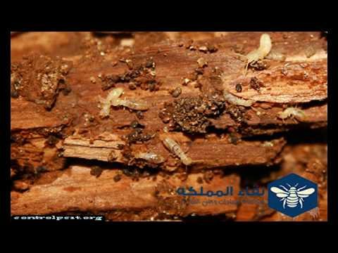 شركة مكافحة شرق الرياض –  شركة مكافحة النمل الابيض بالرياض عرض نقاء المملكة اطلب الخدمة