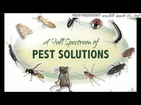 شركة مكافحة شرق الرياض –  شركة مكافحة النمل الابيض والصراصير بالرياض 0551128002